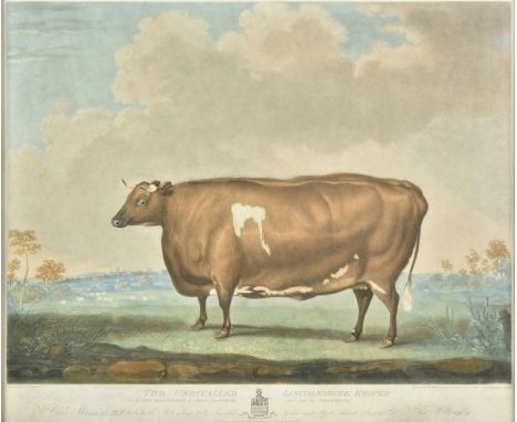 * Ward (William). The unrivalled Lincolnshire heifer, fed by Thos. Willoughby of Orby near Burgh and now his property, publis