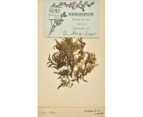 * British Mosses - Edward Step FLS. A collection of approximately 150 dried British moss specimens, 1880s &amp; 1920s, mounte