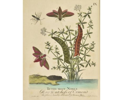Albin (Eleazar). A Natural History of English Insects ... to which are added Large Notes and many Curious Observations by W. 