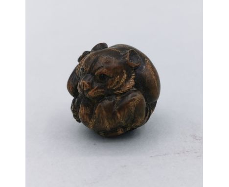 NETSUKE / KLEINE OKIMONO: EINGEROLLTER TIGER, Japan, Tigerholz, ohne Signatur, ohne himotoshi. Vollplastische Darstellung ein