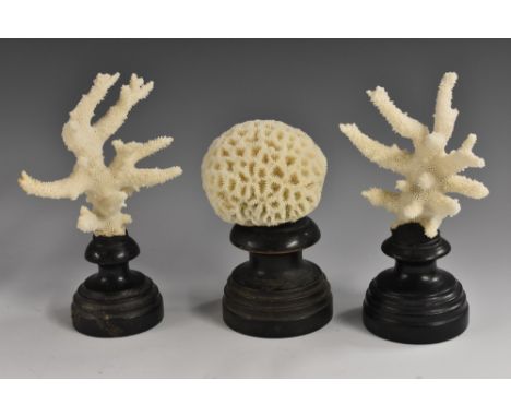 Natural History - a brain coral specimen, mounted for display, 13cm high; others, branch coral, (3) 
