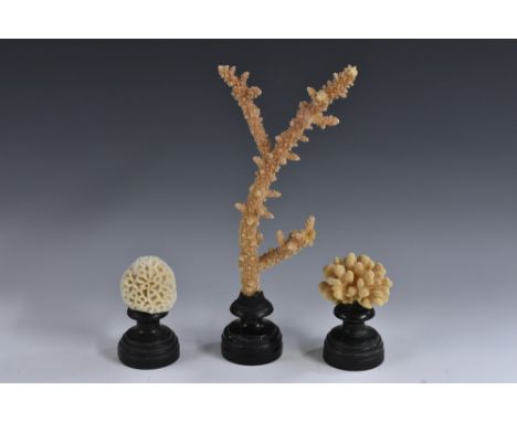Natural History - a branch coral specimen, mounted for display, 31cm high overall; others, brain coral and finger coral, (3) 