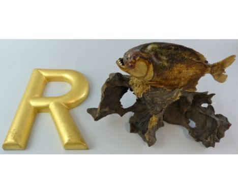 A taxidermy piranha fish, stuffed and mounted on a piece of gnarled rootwood, on open display, 29cm high, together with a gil