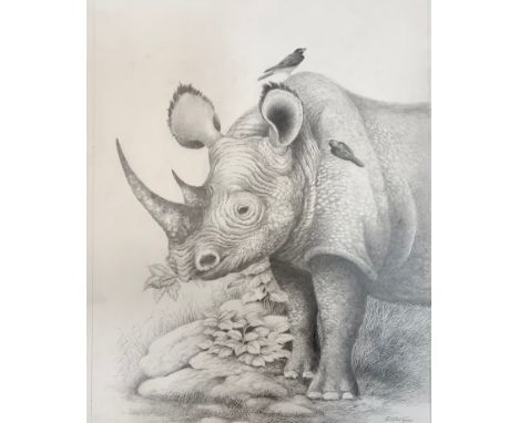 Peter Sturgess (1932-2015) Rhinoceros eating, signed, pencil sketch, 43cm x 33cm 