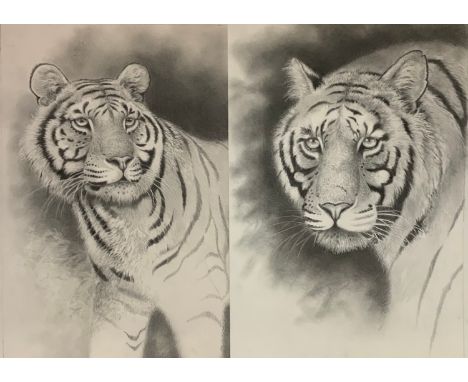 Peter Sturgess (1932-2015) Tigers Gaze, unsigned, pencil sketch, 45cm x 33cm;  another 51cm x 31cm (2) 