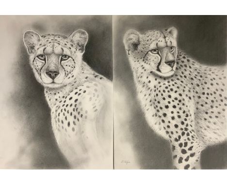 Peter Sturgess (1932-2015) Cheetah on the Prowl, signed, pencil sketch, 51cm x 32cm;  others conforming, On Watch, Stalking e
