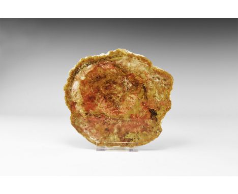 Early Triassic, 220 million years BP. A polished cross-section of a colourful fossil wood (petrified wood) log from Madagasca