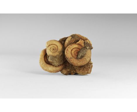 Jurassic Period, 199-145 million years BP. A mortality specimen consisting of five Perisphinctes sp. ammonites in a rock matr