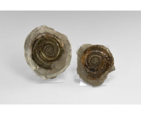 A limestone nodule containing a Dactyloceras sp. fossil ammonite, along with the other imprinted half, probably from Lyme Reg