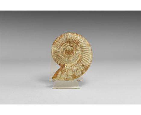 Jurassic Period, 199-145 million years BP. An A-grade Perisphinctes sp. ammonite with clean centres, a light-coloured and alm