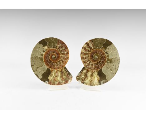 Jurassic Period, Bacocian stage, 168-172 million years BP. An A-grade cut and polished Cleoniceras sp. ammonite with the dist