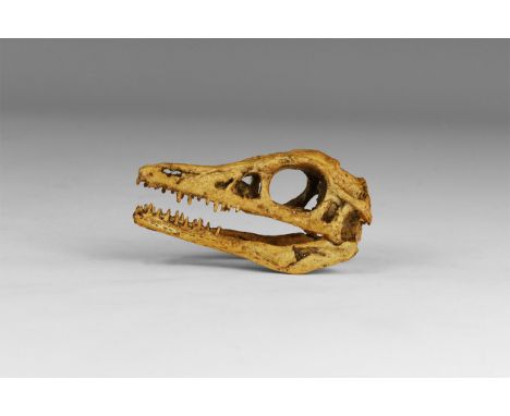 A museum-quality reproduction of a skull from Archaeopteryx of the Jurassic Period (140 million years BP), from Solnhofen, So