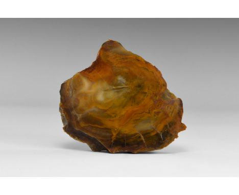 Jurassic Period, 199-145 million years BP. A sawn and polished section of a fossil wood (petrified wood) log from Patagonia r