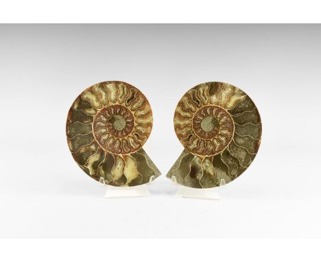 Jurassic Period, Bacocian stage, 168-172 million years BP. An A-grade cut and polished Cleoniceras sp. ammonite with the dist