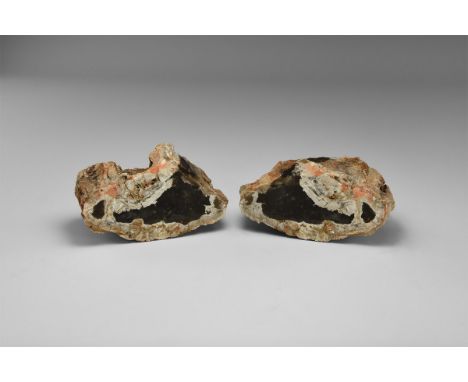 Jurassic Period, 199-145 million years BP. A sawn and polished section of a fossil wood (petrified wood) log from Patagonia r