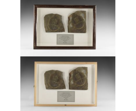 Ordovician Period, 485-444 million years BP. A fossil trilobite Ogyginus corndensis in a custom made wooden display case with