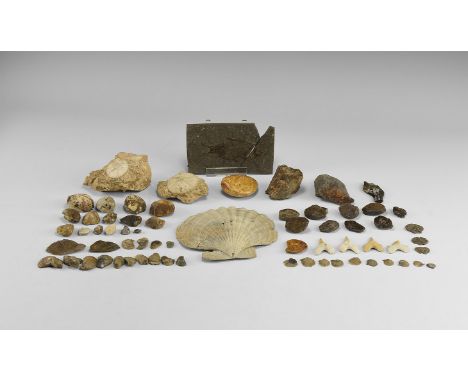 Carboniferous to Eocene Period, 300-50 million years BP. A collection of fossils comprising: a large polished Jurassic (Oxfor