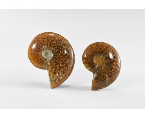 Cretaceous Period, Albian Stage, 113-100 million years BP. A group of two A-grade, cut and polished Cleoniceras sp. ammonites