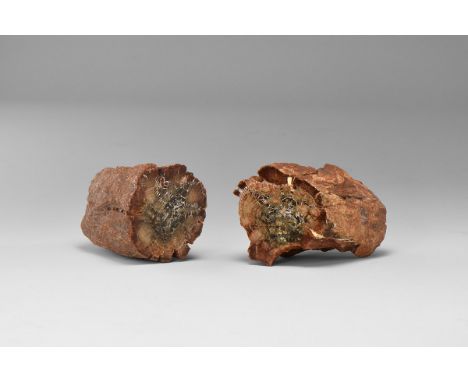 Jurassic Period, 199-145 million years BP. A sawn and polished limb section pair of the pine Araucaria mirabilis with very go