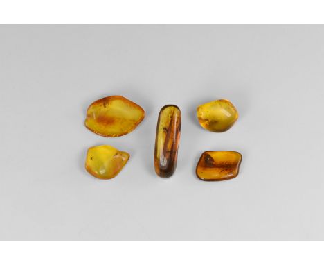 Oligocene Period, 45 million years BP. A group of five pieces of Baltic amber each containing an insect and other inclusions.