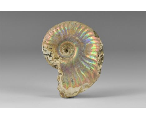Cretaceous, Albian Stage, 113-100 million years BP
A fine example of the ammonite Cleoniceras sp. with much of the original s