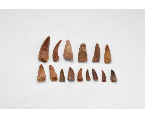 Cretaceous Period, 145-65 million years BP. A selection of fifteen Pterosaur teeth Siroccopteryx moroccensis, from south of T