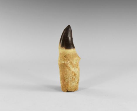 Lower Cretaceous Period, 120 million years BP. A complete Mosasaurus tooth with roots, from Albian, Tegona Formation, Morocco