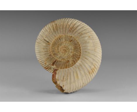 Jurassic Period, 199-145 million years BP. A large example of the ammonite Perisphinctes sp. with much of the original shell 