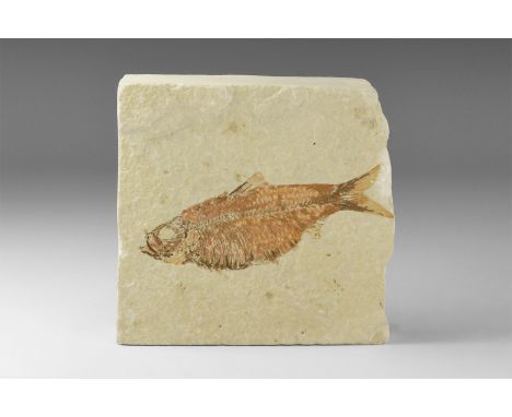 A fossil of Knightia sp. from the Green River Formation, Wyoming, USA, on a thick (27mm) block of light tan shale, showing ve
