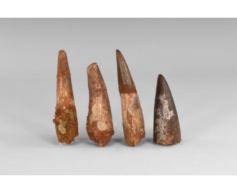 Cretaceous Period, Aptian Stage, 125-113 million years BP. Four large teeth from the dinosaur Spinosaurs maroccanus from the 