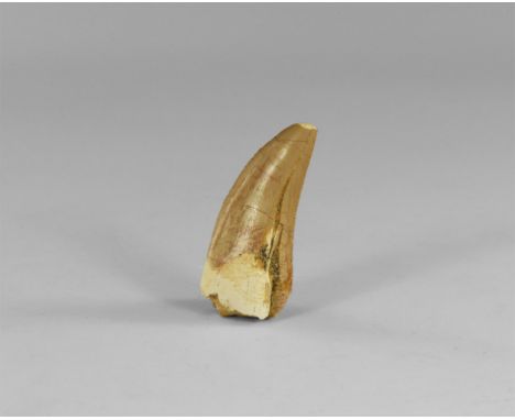 Cretaceous Period, 145-65 million years BP. A large tooth of Bahariasaurus ingens a mid-sized carnivore, with serrated edges 