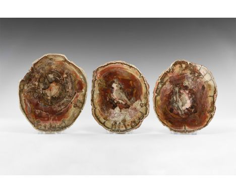 Late Triassic Period, 225 million years BP. A group of three polished petrified wood cross sections from the same tree perfec