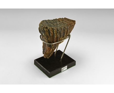 Devensian period, 110,000-12,000 years BP. A tooth of Mammuthus primigenius dredged from Brown Bank, off Lowestoft, Suffolk, 