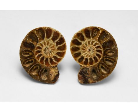 Jurassic Period, 200-145 million years BP. A sawn and polished pair of ammonite halves from Madagascar, showing its inner cha