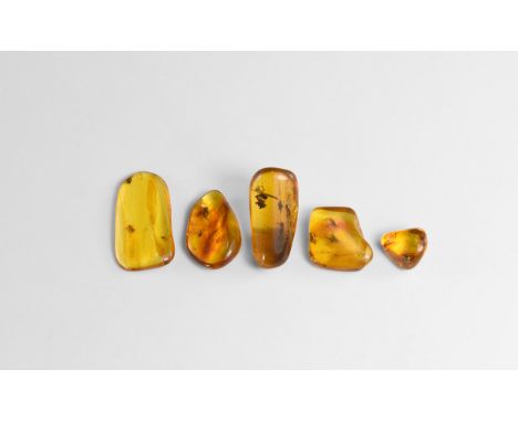 Oligocene Period, 45 million years BP. A group of five pieces of Baltic amber each containing flies and other inclusions. Fro