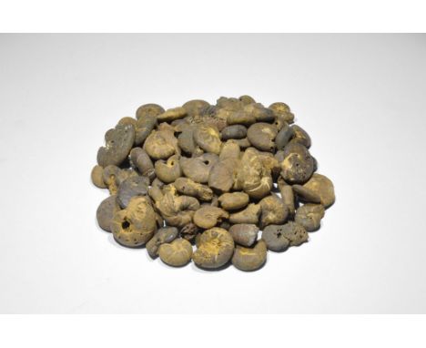 Jurassic Period, 199-189 million years BP. A group of one hundred fossil ammonites of mixed species, all well preserved and s