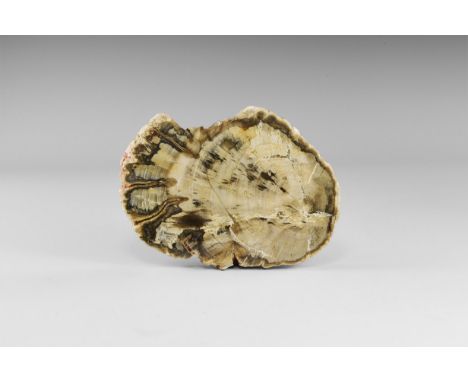 Early Triassic, 220 million years BP. A polished cross-section of a fossil wood (petrified wood) log from Madagascar retainin
