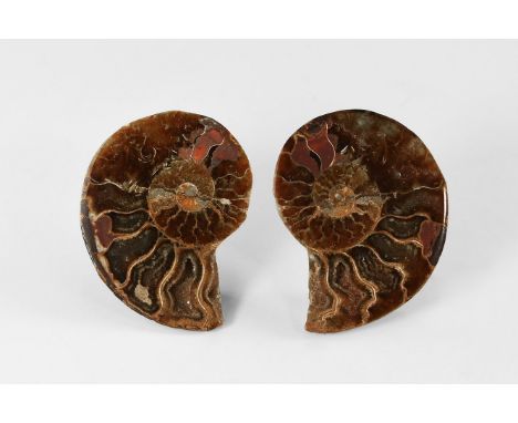 Jurassic Period, 200-145 million years BP. A sawn and polished pair of ammonite halves from Madagascar, showing its inner cha