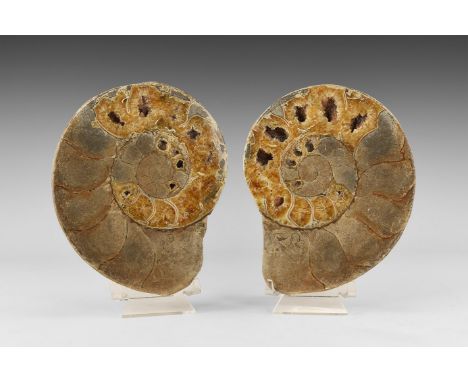 Cretaceous Period, 145-66 million years BP. A sawn and polished ammonite exposing the inner chambers, many now lined with cry