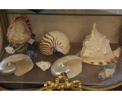 A COLLECTION OF GEOGRAPHICAL SPECIMENS AND SHELLS 