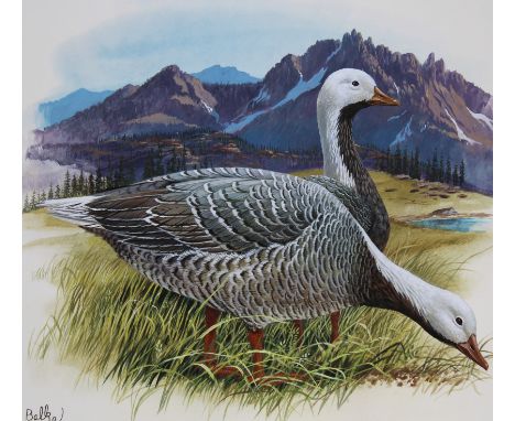 Don Balke (North Carolina, B. 1933) "Emperor Goose" Signed lower left. Original Watercolor painting on Illustration Board. Pr