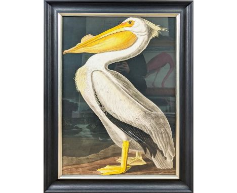 AFTER AUBUDON PRINT, pelican, with relief detail, framed, 106cm x 75.5cm. 