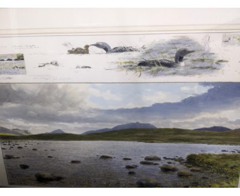 Bruce Pearson - Sutherland Black Throated Diver - watercolour and crayon, signed in pencil to lower margin, 71 x 117cms, moun