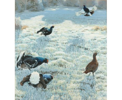 Charles John Franklin Coombs (British 1908-1989), capercaillies feeding  on snowy ground, gouache, signed and dated 1981, 57 