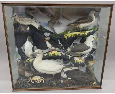 A large collection of taxidermy specimens of Scottish sea birds including a Puffin Fratercula artica a Little auk Alle alle a