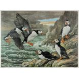 BASIL EDE limited edition (196/750) colour lithograph - puffins on a rocky sea cliff, signed and