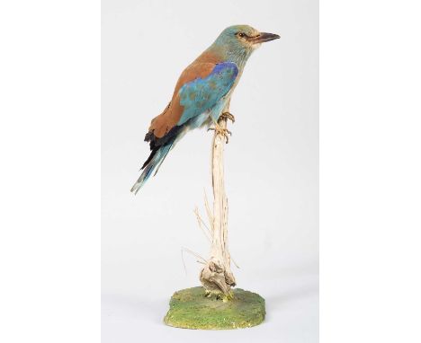 Taxidermy: European Roller (Coracias garrulus), late 20th century, a full mount adult perched upon a thin dry branch, mounted