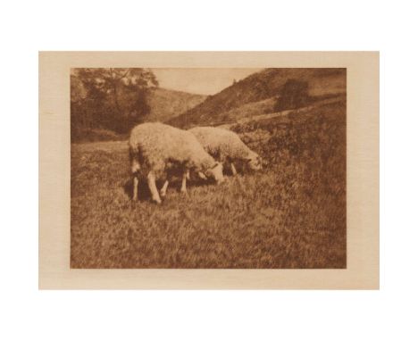  Robert Dermachy (1859-1936), and Others 13 photogravures, many from "Camera Work" Robert Demachy. Contrasts,1904, photogravu