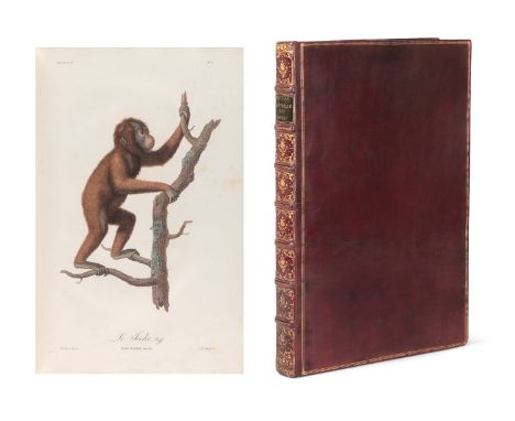 Zoologie - - J.-B. Audebert. Histoire naturelle des singes, peints d'après nature (und) Histoire naturelle (des singes et) de