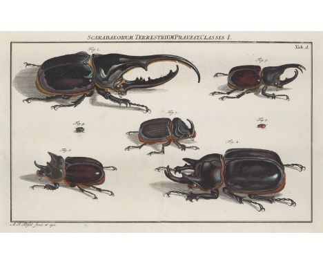 Zoologie - Entomologie - Insekten - - August Johann Rösel von Rosenhof u. Christian Friedrich Carl Kleemann. Die monatlich-he